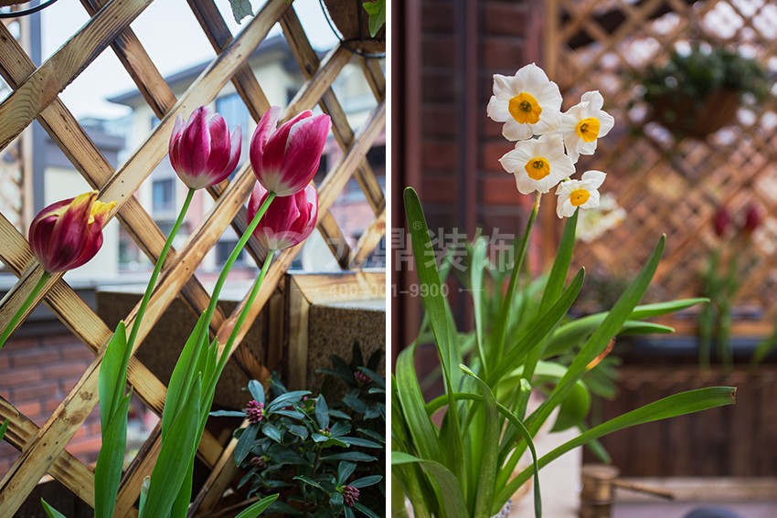 花园植物.jpg 花园植物.jpg