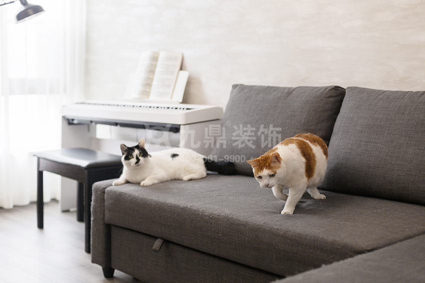 猫 猫